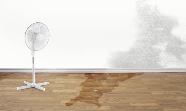 Best Professional water damage repair  in Agler Beach, FL